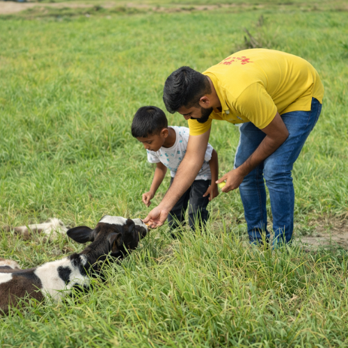 Animal Care